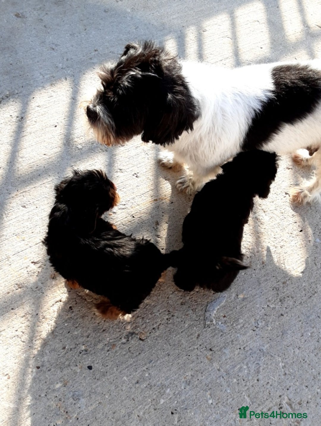 Shorkie dogs for sale: 6 Shorkie  - Image 6