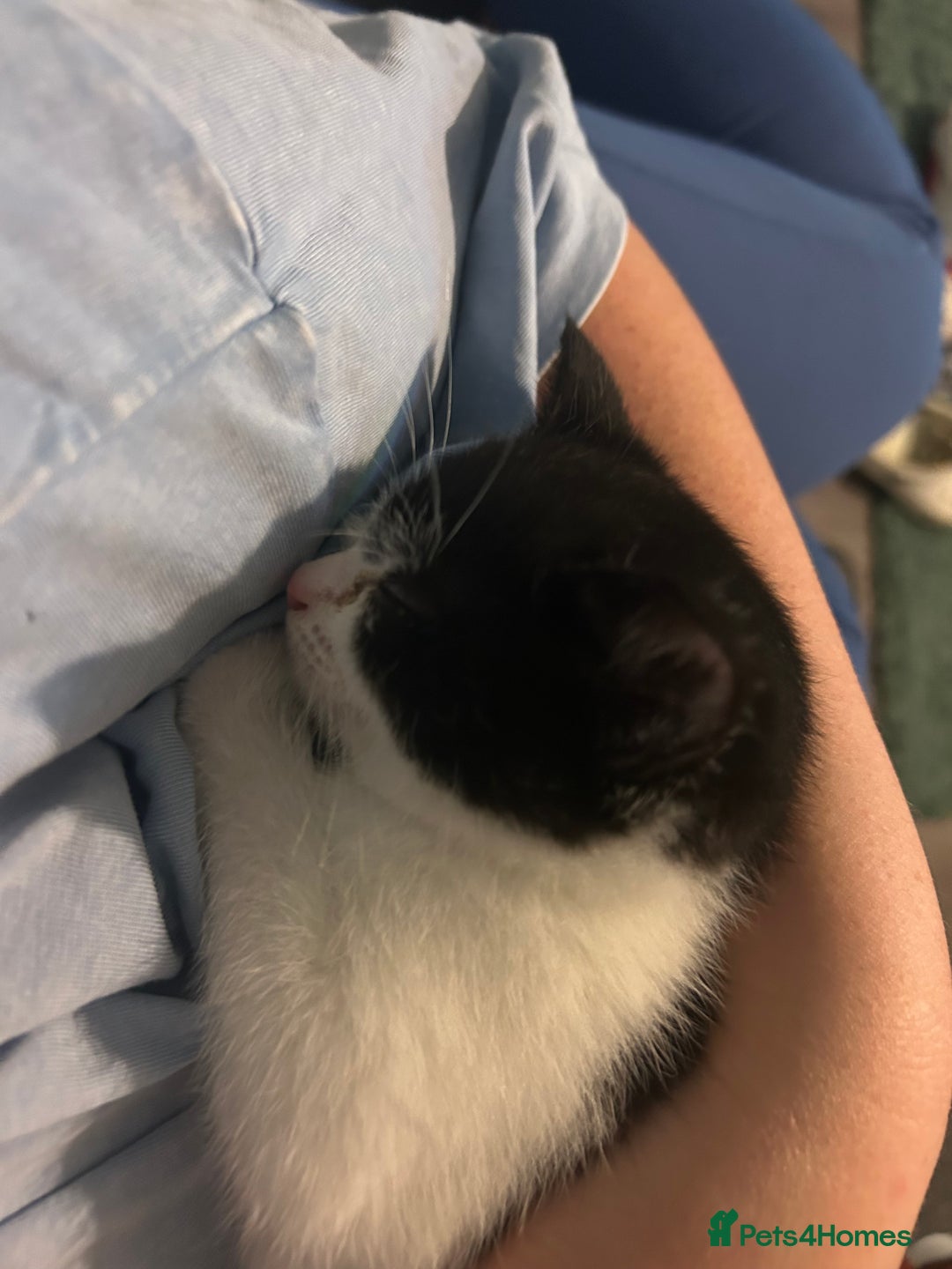 Mixed Breed cats for sale: Kitten for sale - Image 20