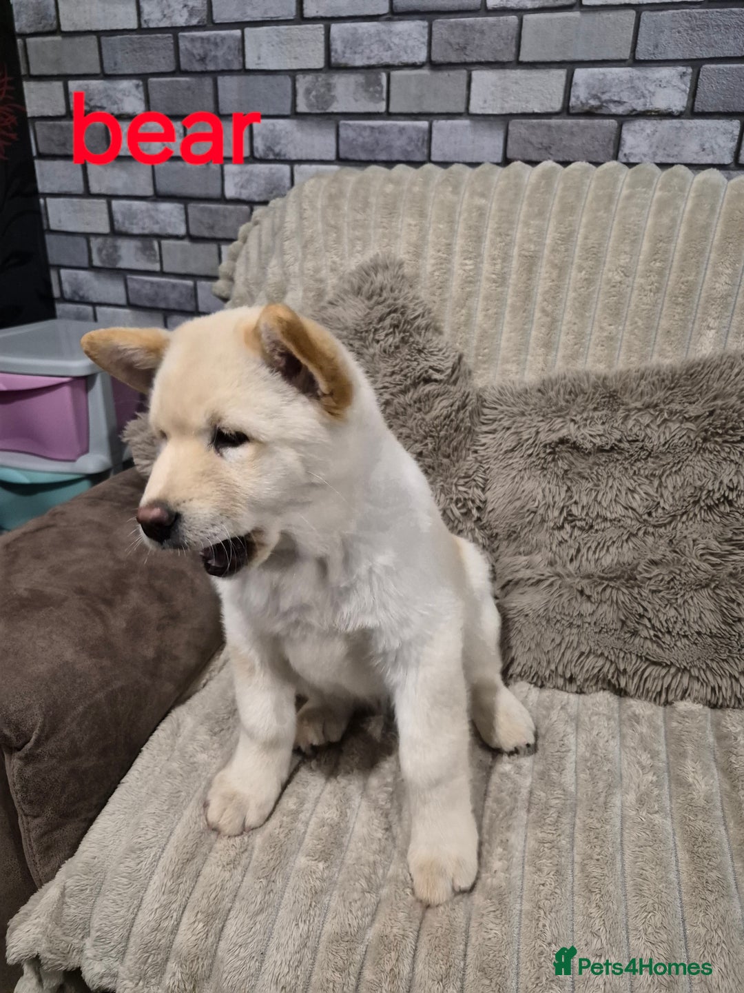 Mixed Breed dogs for sale: Chowski pups - Image 3