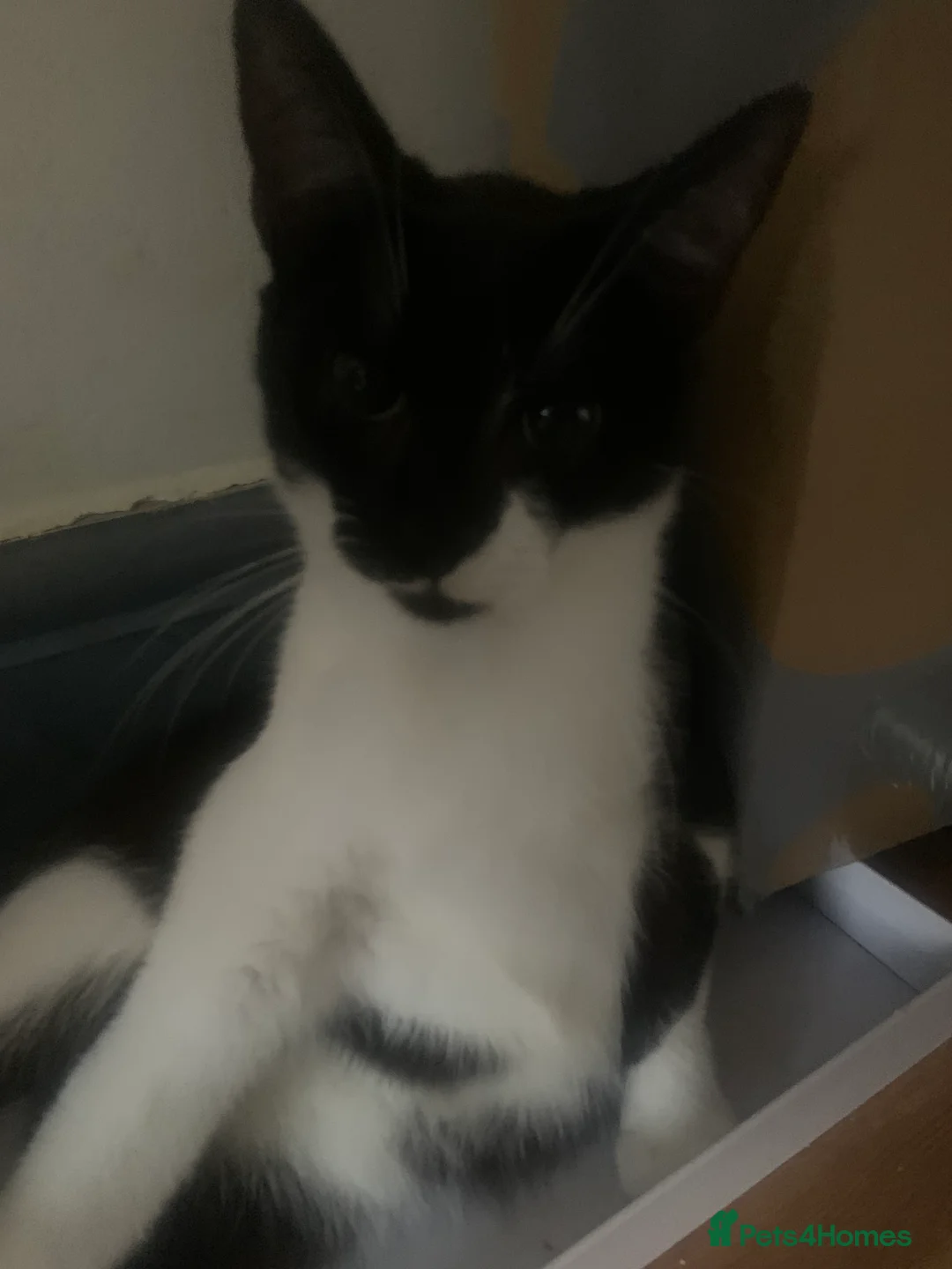 Mixed Breed cats for sale: Youngsters looking for home - Advert 16