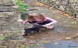 Miniature Dachshund dogs for sale: Relaxed miniature girl - Advert 2