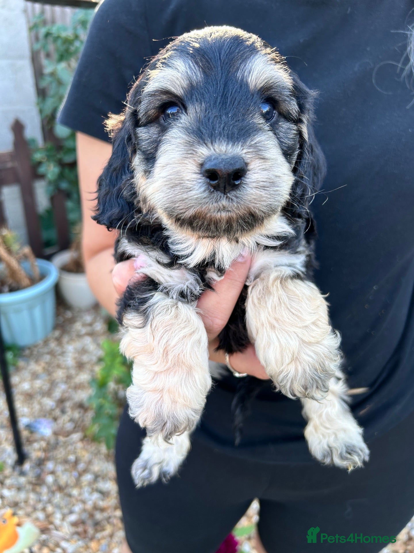 Cockapoo dogs Cockapoo puppy’s for sale  - Advert 14