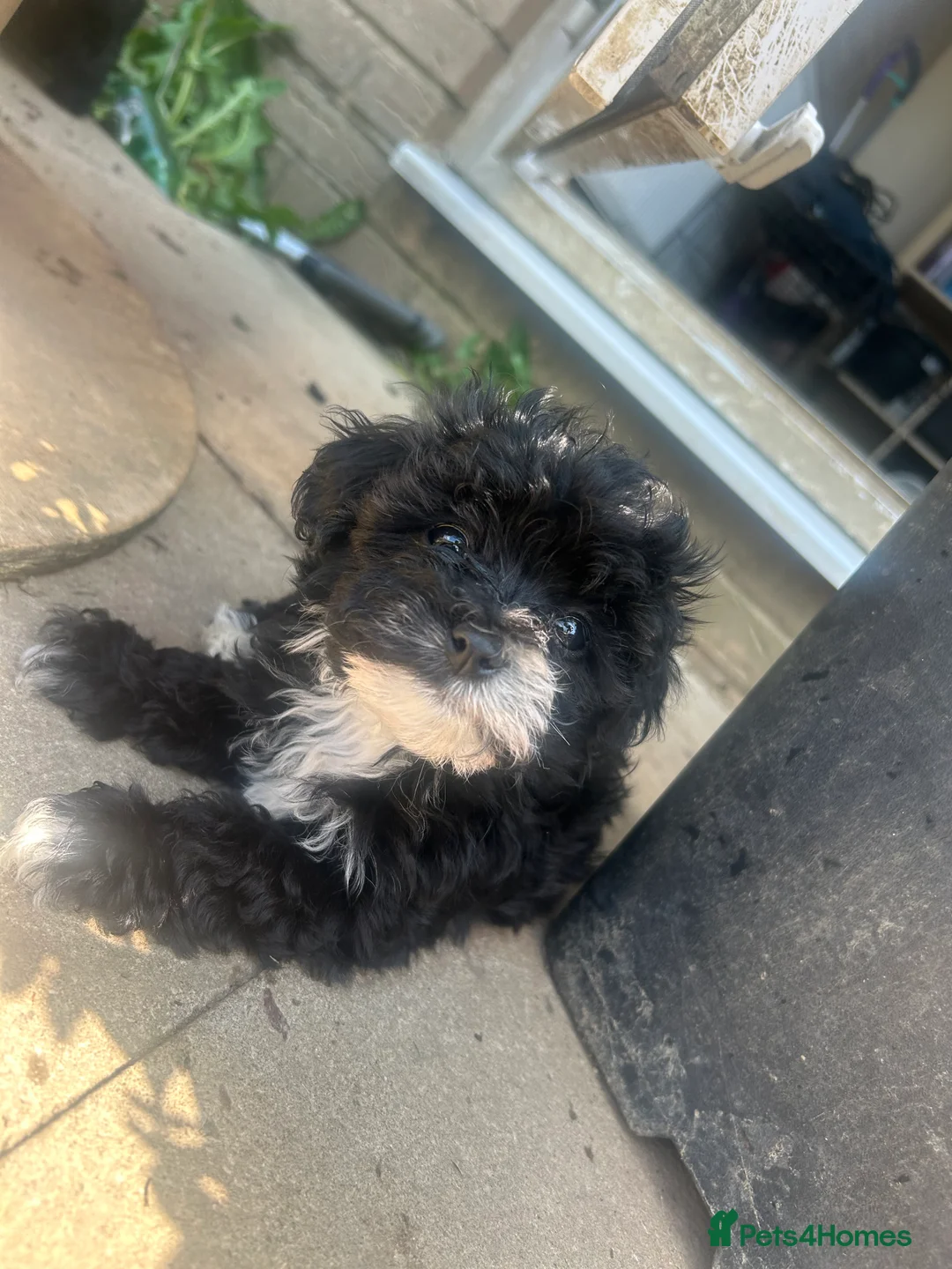 Maltipoo dogs for sale: 🌟 **Adorable Maltipoo Puppies!** 🌟  - Advert 2
