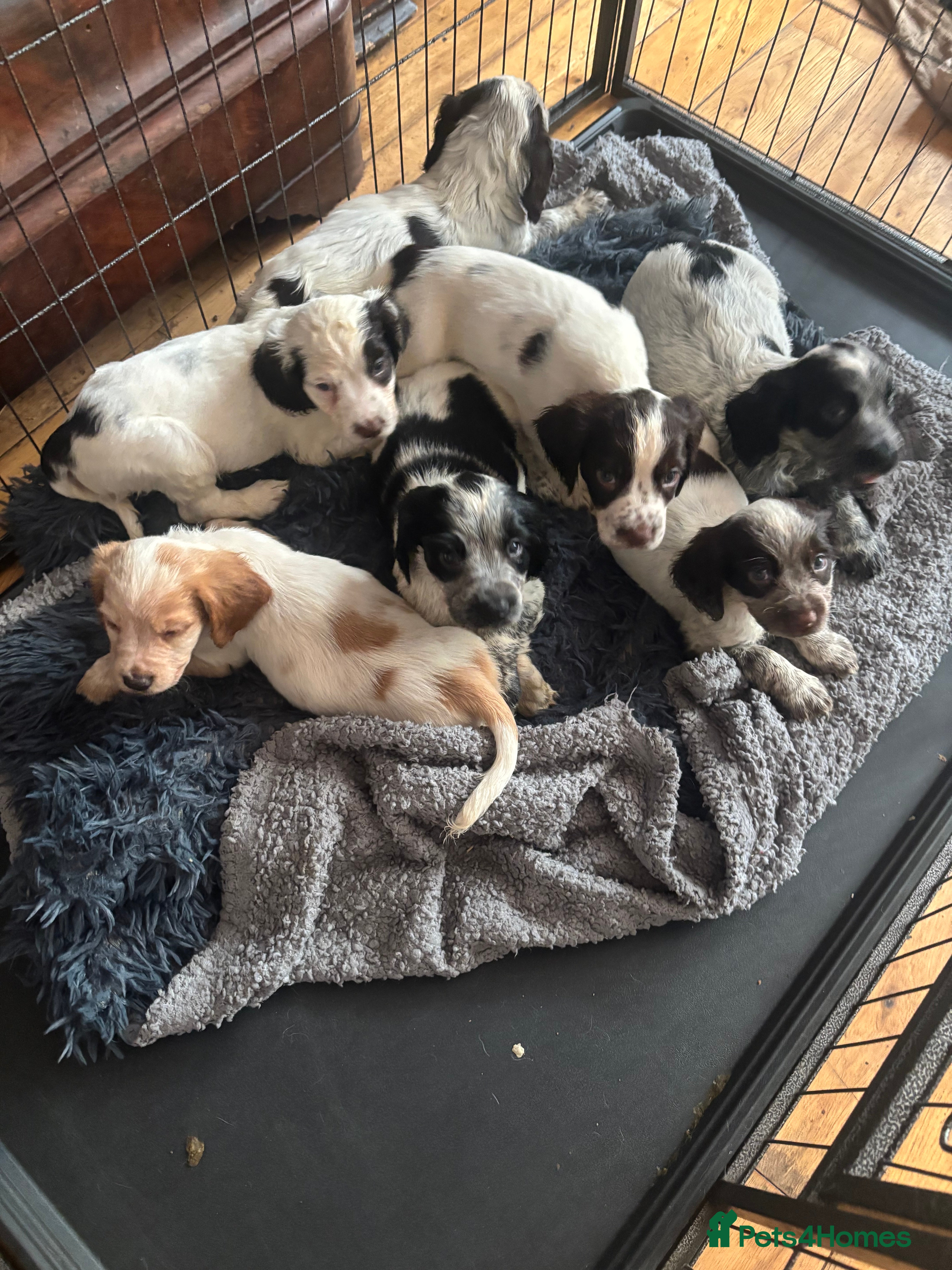 Sprocker dogs F1 high quality sprocker puppies Three boys left,  - Advert 5