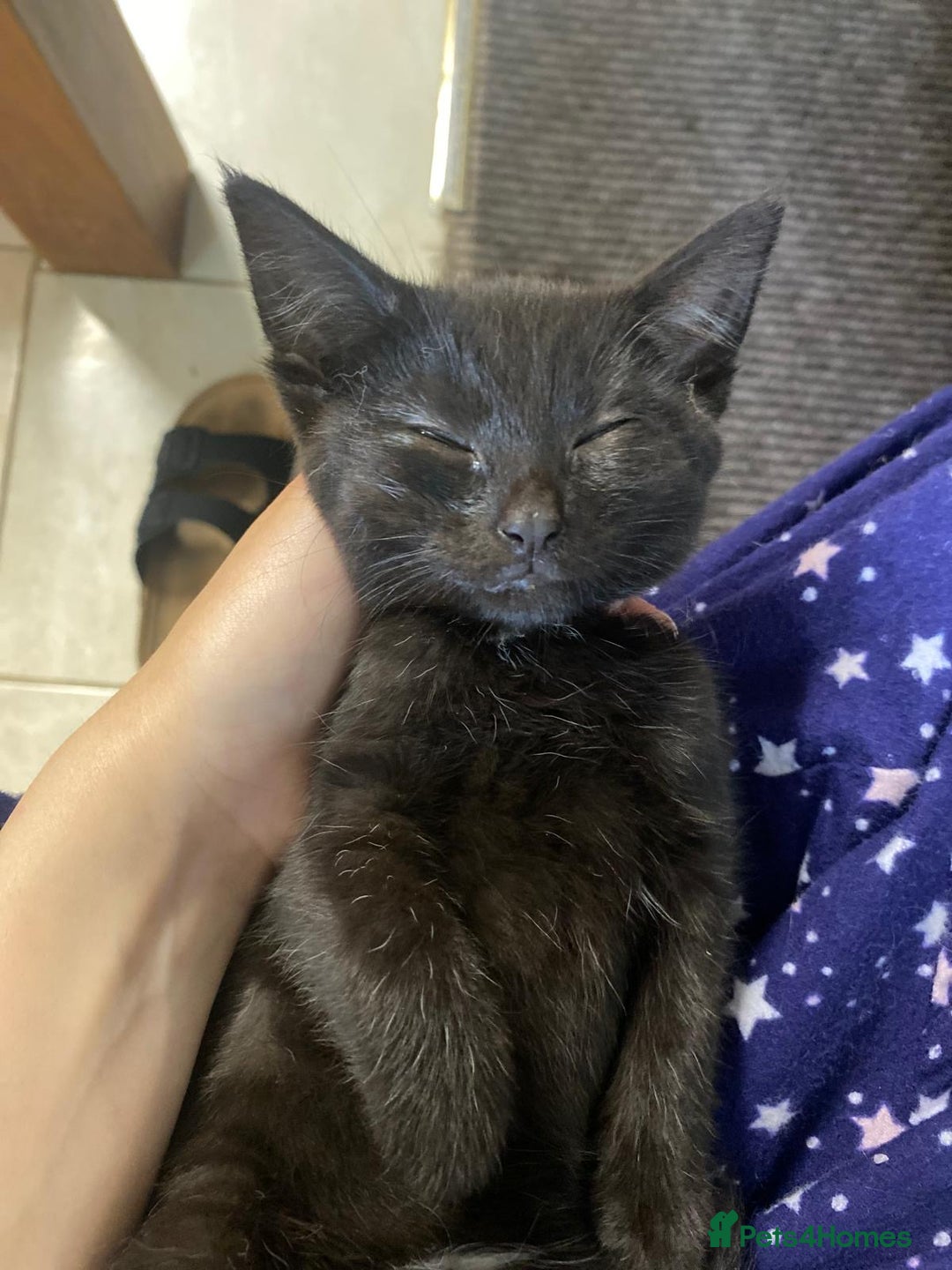 Bombay cats for sale: Black cat for sale - Image 3