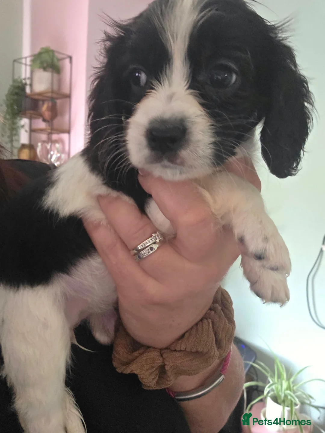 Cavapoo dogs for sale: Cavapoo girl - Advert 6
