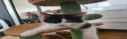 Maine Coon cats for sale: Maine Coon Kittens – GCCF Registered  Boys - Advert 10
