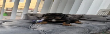 Dolly- RESERVED