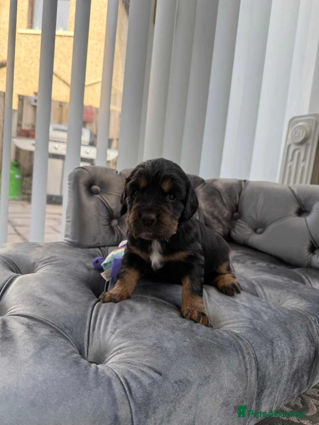 Cocker Spaniel dogs for sale: 1 puppy remaining cocker spaniels ready 07/05 - Advert 37