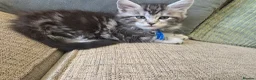 Maine Coon cats for sale: 2 stunning kittens left - Advert 10