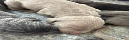 Weimaraner dogs for sale: KC Registered Weimaraner Puppies - Advert 6