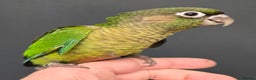 Conures birds for sale: Stunning Handreared Baby Conures!!! - Advert 6