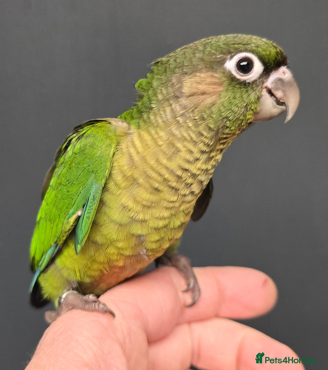 Conures birds for sale: Stunning Handreared Baby Conures!!! - Advert 6