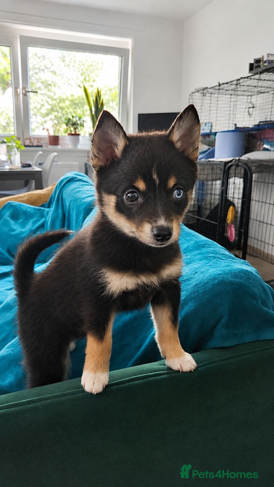Pomsky dogs Beautiful Pomsky Puppies 2 Girls Available - Advert 4