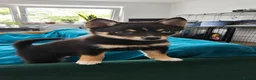 Pomsky dogs for sale: Beautiful Pomsky 1 Girl Available - Advert 5