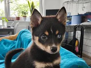 Pomsky dogs Beautiful Pomsky Puppies 2 Girls Available - Advert 4