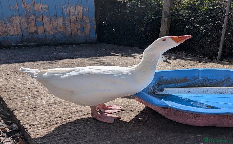 Geese poultry - Advert 1