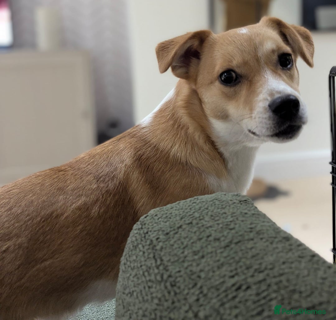 Mixed Breed dogs for adoption: ❤️MEYA&KALLIE❤️-2 SMALL SISTERS SEEK A KIND HOME - Advert 12