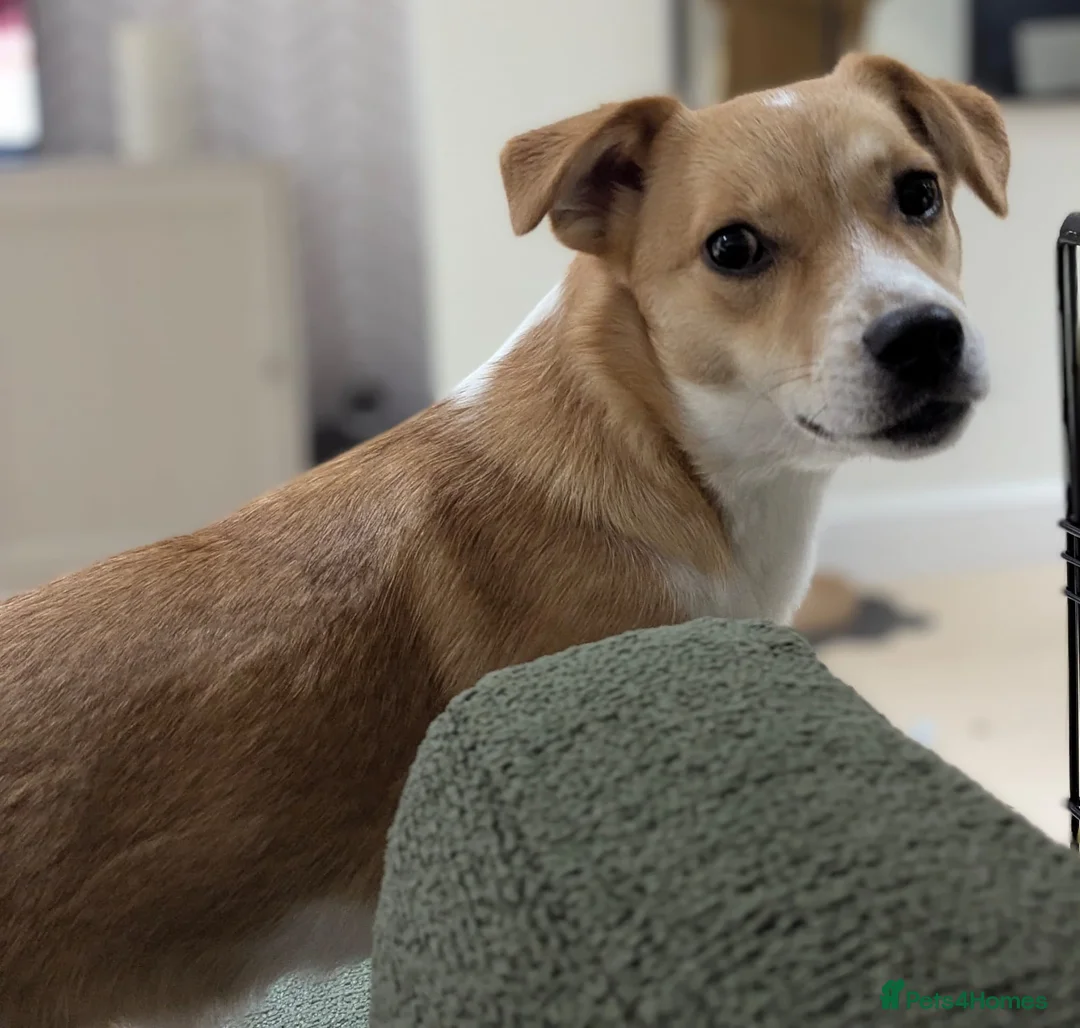 Mixed Breed dogs for adoption: ❤️MEYA & KALLIE❤️-SMALL SISTERS SEEK A KIND HOME - Advert 17