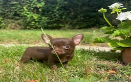 Chorkie dogs for sale: Chorkie puppies for forever homes  - Image 20