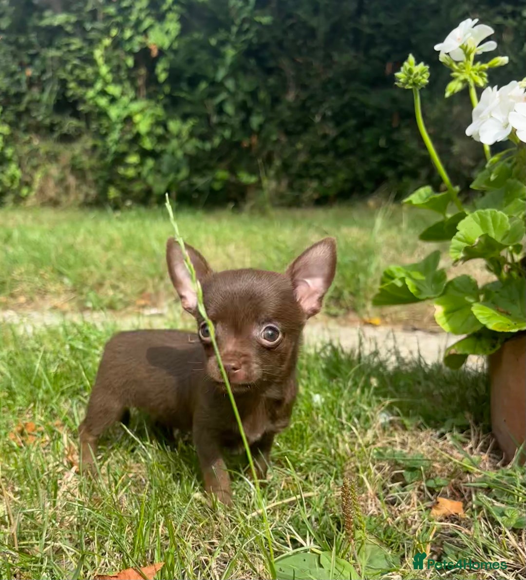Chorkie dogs for sale: Chorkie puppies for forever homes  - Image 20