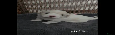 Coton De Tulear 3
