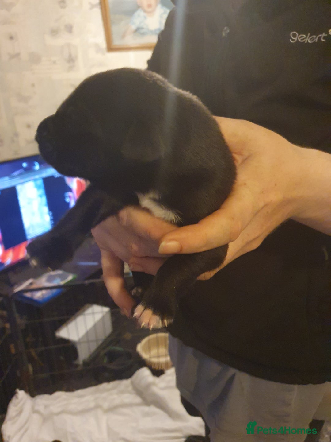 Mixed Breed dogs for sale: Border collie and springerdor puppies - Image 6