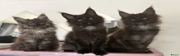 Maine Coon cats for sale: READY NOW 🐾 STUNNING GCCF MAINE COON KITTENS 🐾 - Advert 2