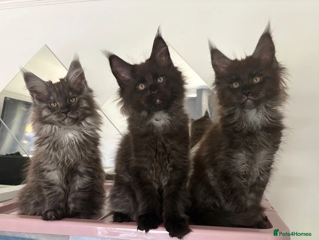 Maine Coon cats for sale: READY NOW 🐾 STUNNING GCCF MAINE COON KITTENS 🐾 - Advert 2