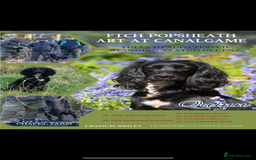 Cocker Spaniel dogs for sale: Kc registered working cocker spaniel - Image 2