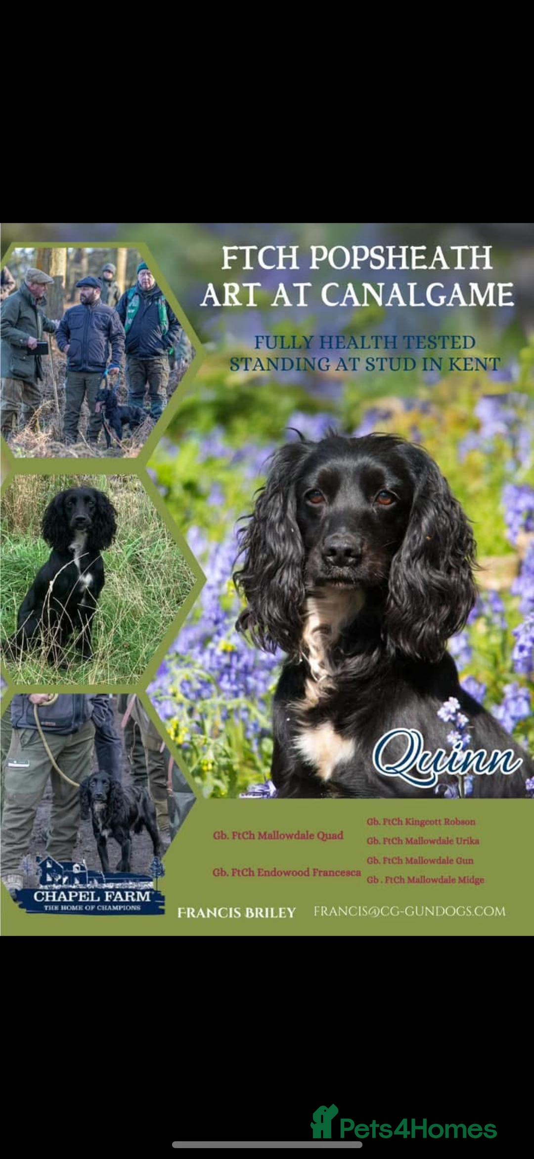 Cocker Spaniel dogs for sale: Kc registered working cocker spaniel - Image 2
