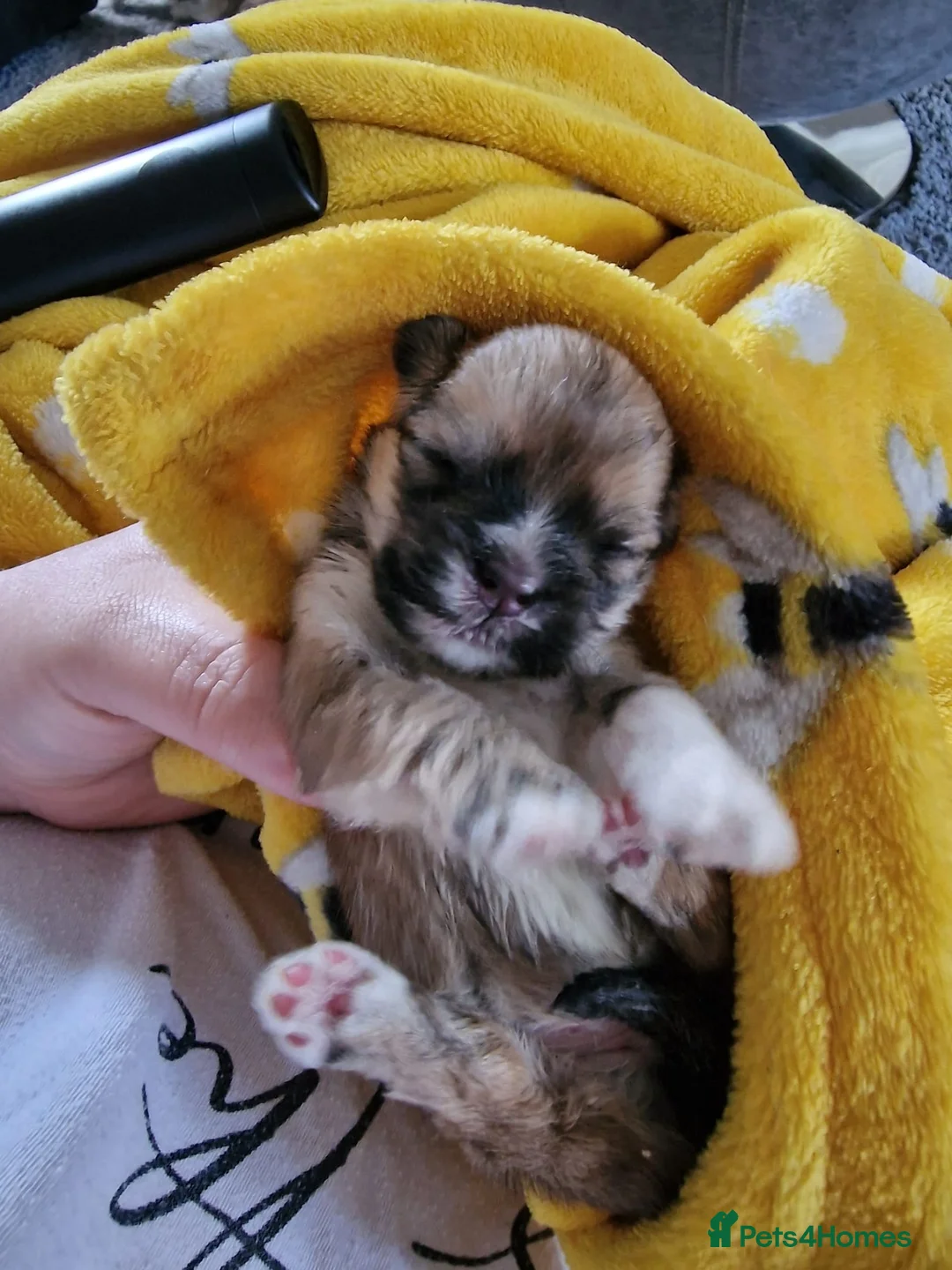 Lhasa Apso dogs for stud: Gorgeous proven pedigree Lhasa Apso for stud in Pontefract - Advert 30