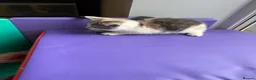 Mixed Breed cats for sale: 4 STUNNING KITTENS READY FOR A LOVING HOME - Advert 15