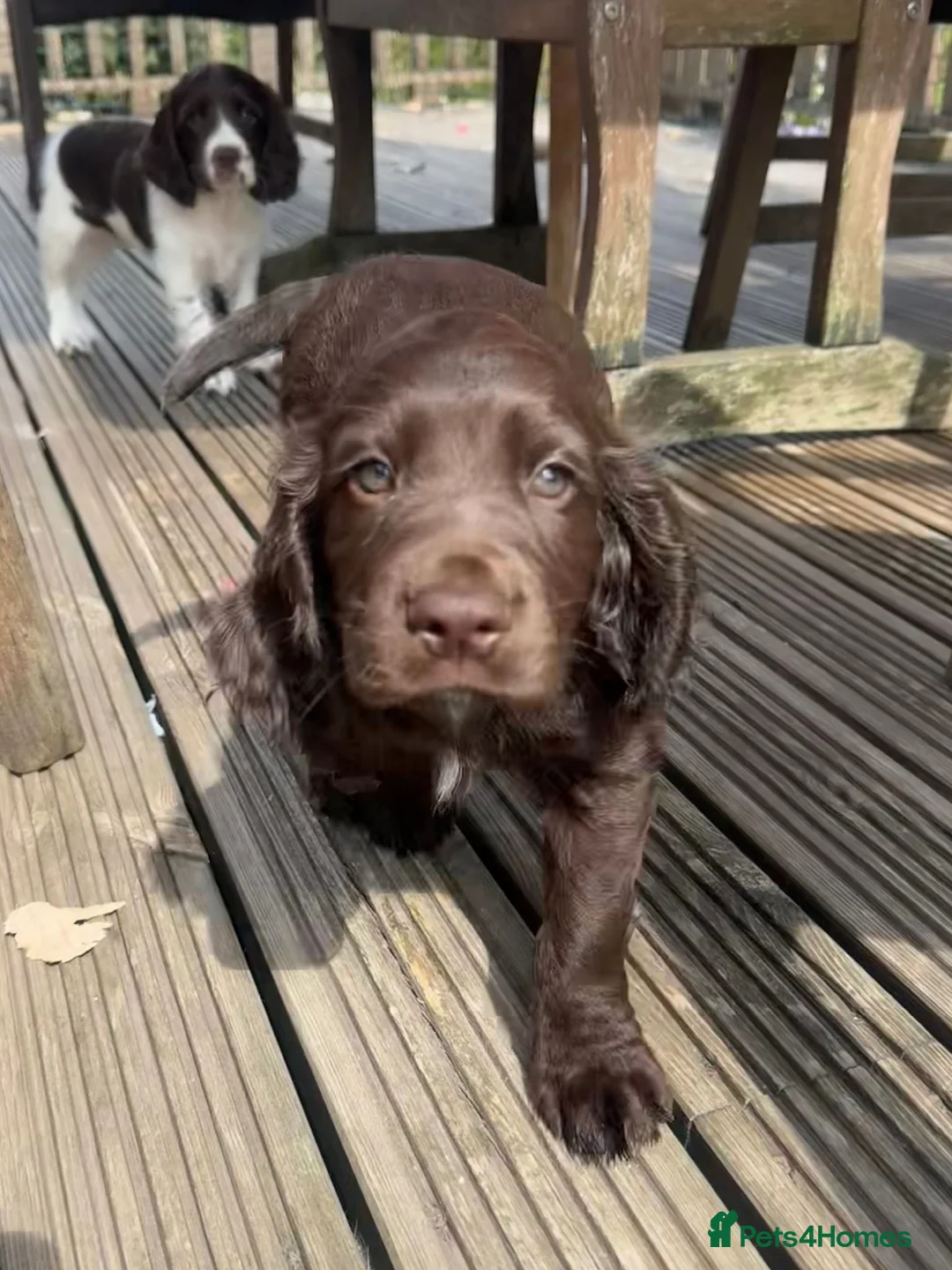 Cocker Spaniel dogs for sale: *Stunning Cocker Spaniel Puppies* - Advert 2