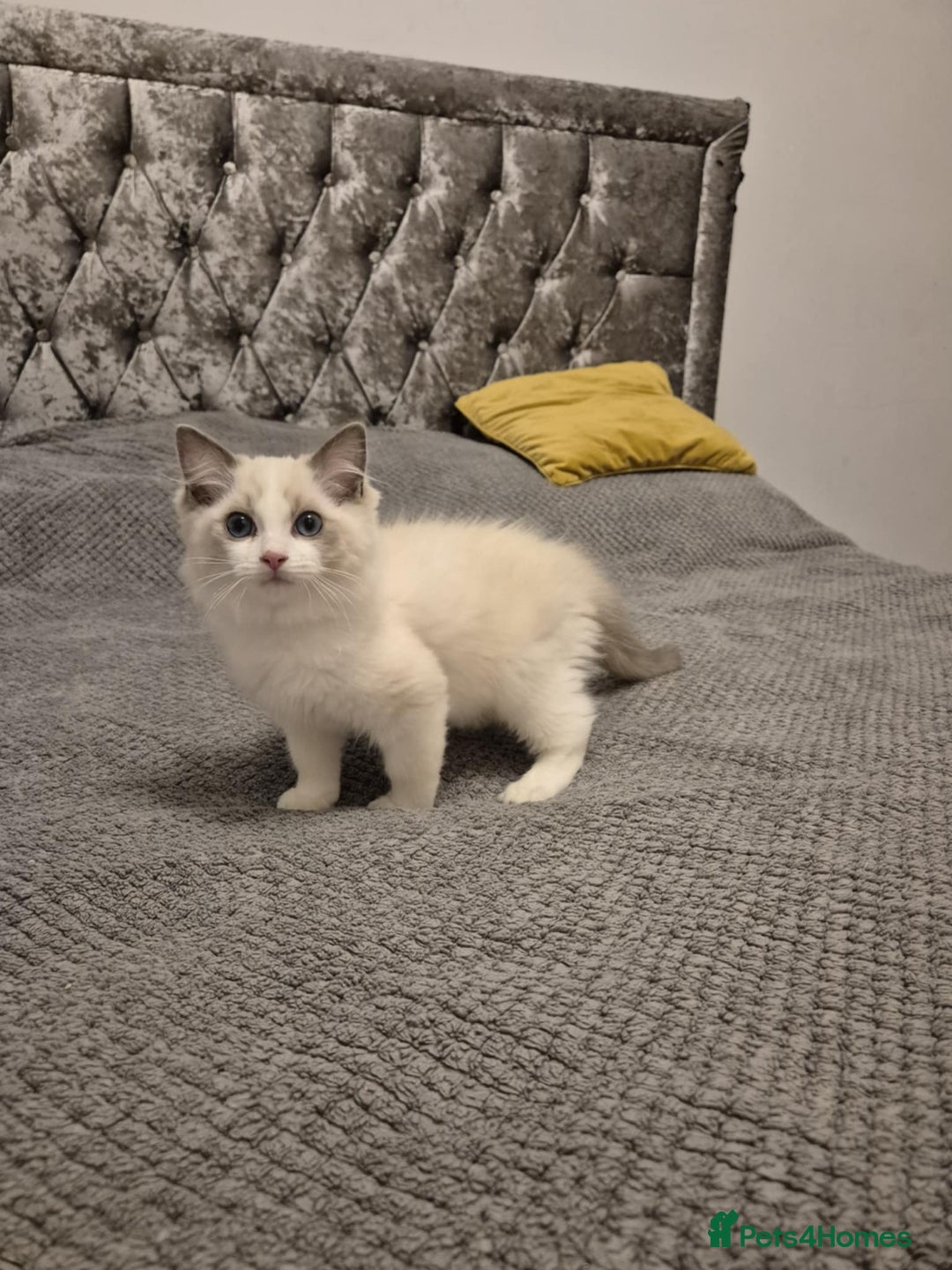 Ragdoll cats for sale: 1 Male Tica Registered Available. Ready Now - Advert 16