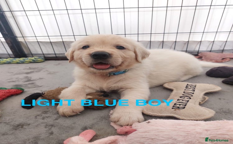 Golden Retriever dogs - Advert 7