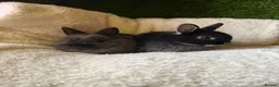 Netherland Dwarf rabbits for sale: PedigreeNetherland dwarfs and Mini Lops available - Advert 15