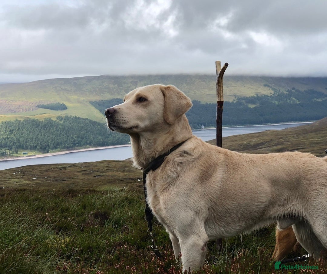 Labrador Retriever dogs for stud: 🌟Fully Health Tested Labrador at stud🌟 in Malmesbury - Image 2