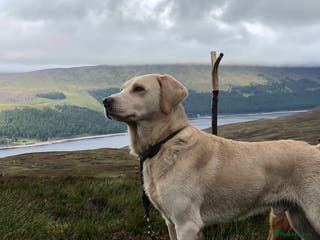 Labrador Retriever dogs 🌟Fully Health Tested Labrador at stud🌟 in Malmesbury - Advert 5