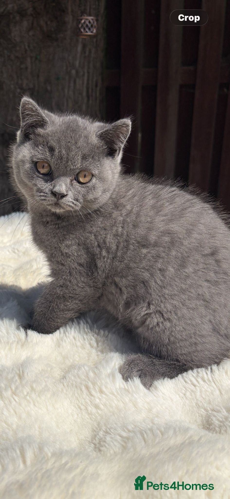 British Shorthair cats for sale: British shorthair kittens for sale  - Advert 10