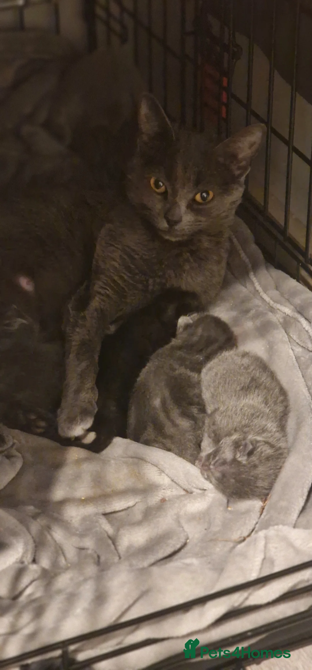 Chartreux cats for sale: 4 beautiful Chartreux kittens in Slough - Advert 1