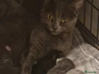 Chartreux cats 4 beautiful Chartreux kittens - Advert 1