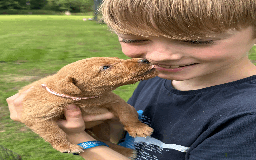 Labradoodle dogs for sale: Gorgeous F1b Labradoodle Puppies for loving homes. - Image 15