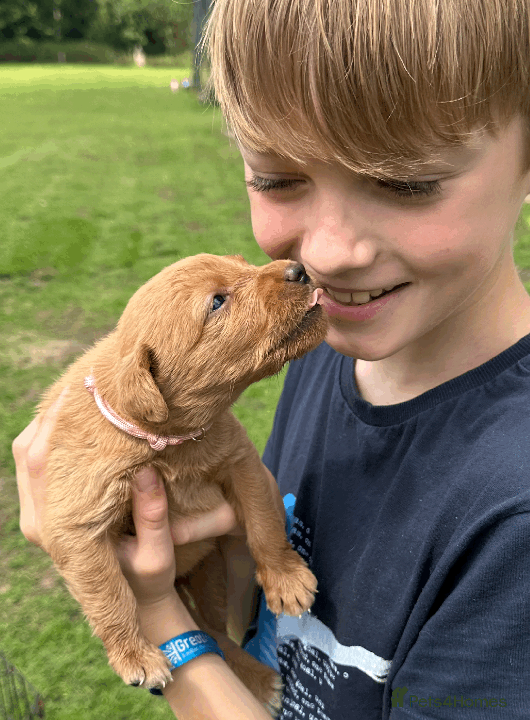 Labradoodle dogs for sale: Gorgeous F1b Labradoodle Puppies for loving homes. - Image 15