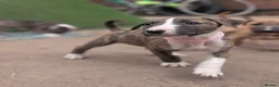 English Bull Terrier dogs for sale: Working and Sporting English Bull Terriers  - Advert 4