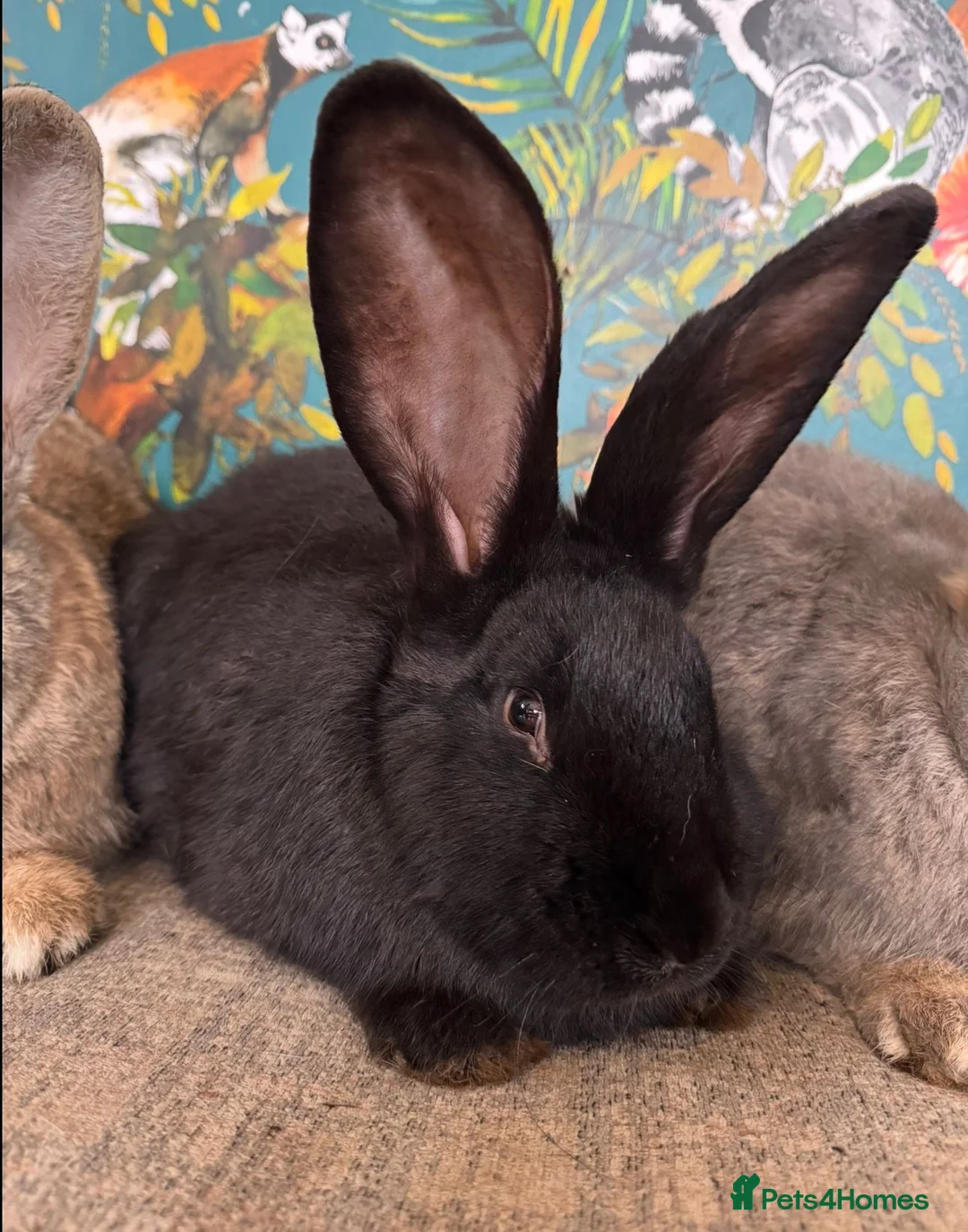 Continental Giant rabbits for sale: Giant Continentals ready to leave in Llanelli - Advert 1