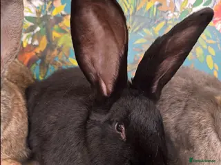 Continental Giant rabbits Giant Continentals ready to leave in Llanelli - Advert 3