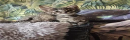 Savannah cats for sale: F3 savannah kittens - Advert 24