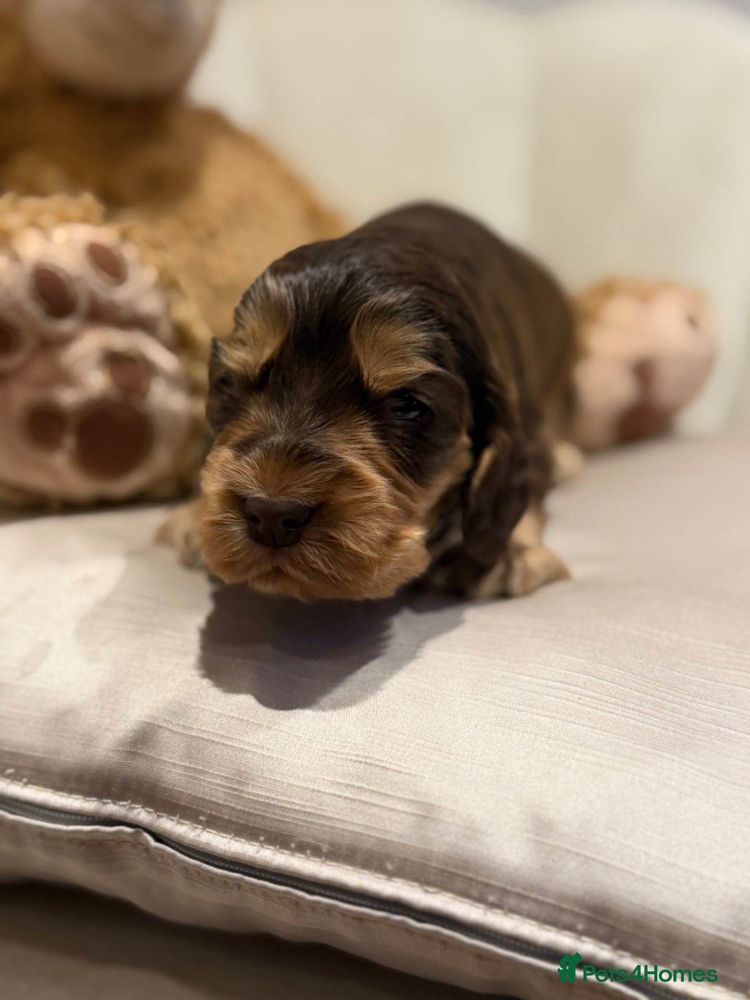 Cocker Spaniel dogs for sale: Golden & Chocolate Sable Show Cocker Puppies  in Doncaster - Advert 22