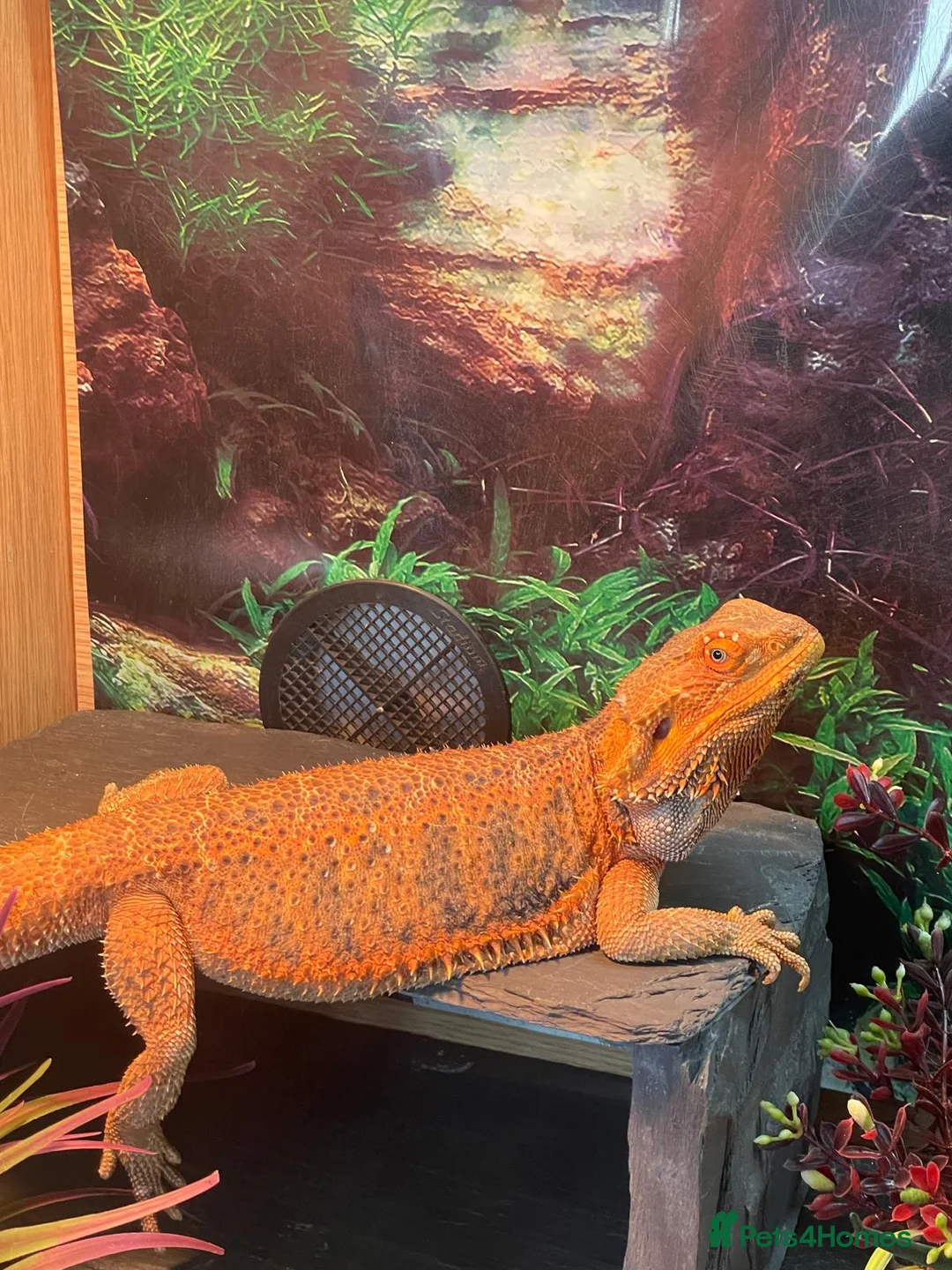 Bearded Dragon reptiles for sale: Bearded dragon  - Advert 2